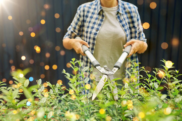 gardening and people concept - woman with pruner or pruning shears cutting branches at summer garden