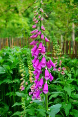 foxglove flowers -  digitalis purpurea ( common foxglove, purple foxglove or lady's glove