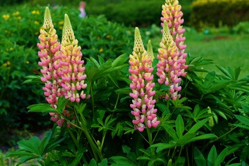 Obraz premium Blooming Lupine flowers - Lupinus polyphyllus - garden or fodder plant 