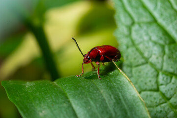 The scarlet lily beetle, red lily beetle or lily leaf beetle, Lilioceris merdigera, close up, macro photography