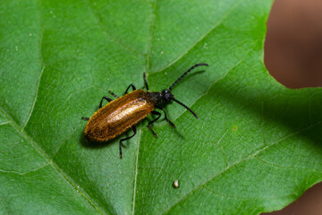 Lagria hirta beetle. A hairy beetle in the family Tenebrionidae, said to feed on Asteraceae and Apiaceae plants