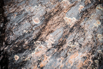 Liguria cinque terre Italia, Italy, world heritage, in spring