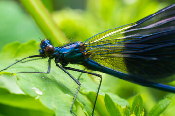 Banded demoiselle, Calopteryx splendens, sitting on a blade of grass. Beautiful blue demoiselle in its habitat. Insect portrait with soft green background. Wildlife scene from nature