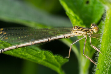 White legged damselfly or blue featherleg female,sitting on a thistle flower at sunset, closeup. Waiting for prey. Genus species Platycnemis pennipes