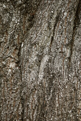 Obraz premium Wooden Bark in the garden , Close up Texture