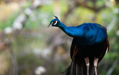 Indian peafowl or Blue peacock bending down.