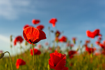 Fototapeta na wymiar Poppies red flowers blue sky, bright sunny summer landscape. A poppy field on a clear spring day. Colorful natural background for wallpapers, postcards, websites. Juicy flowers stretch up. Copy space