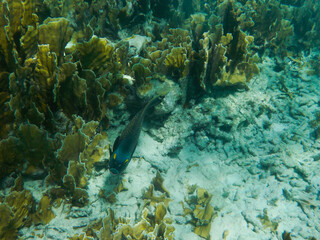 French angelfish between coral reefs in the Caribbean sea.