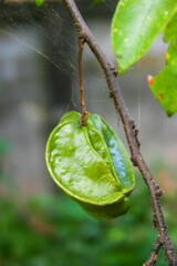  Green gooseberry hanging on a tree in the garden