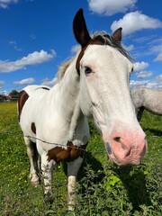 Obraz premium Horse Field Blue Sky Clouds Grass