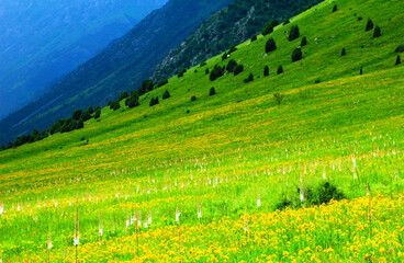 Beautiful nature background - scenic view of high mountain slope covered with green grass, yellow and white flowers in Tien Shan range, Ala Archa National Park, Kyrgyzstan, Central Asia