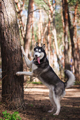 Funny dog stands leaning on a tree, sticking out his tongue. Siberian Husky, the concept of pets, pet supplies, pet food, care. Friendly trained pet, obedience. - 509967824