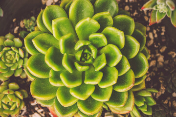 Green composition of green echeverias in a round pot