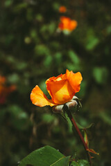 Exotic rose of high magic variety blooming in the garden