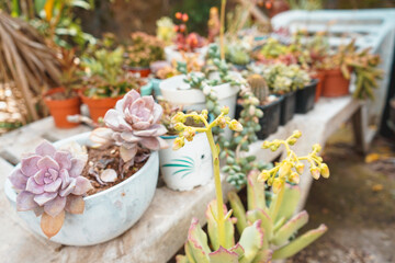 Huge collection of exotic succulent plants