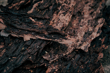Dark organic texture of pine bark