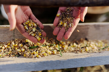 Women's hands close up putting grain, oats, and other good-for-natured organic feed into the bird...