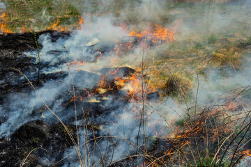 Burning old dry grass. Tongues red flame and burning dry yellowed grass in smoke