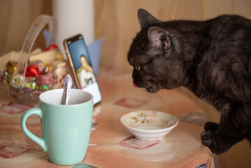 Cat sits at table pretending being human having breakfast, drinking coffee and looking news