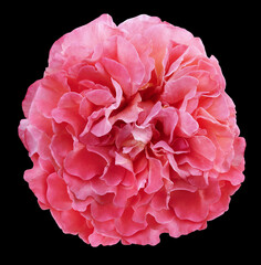 Pink  rose flower  isolated  on black  background with clipping path. Closeup. For design. Nature.