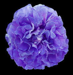 Purple  rose flower  isolated  on black  background with clipping path. Closeup. For design. Nature.