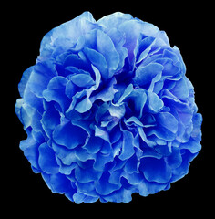 Blue  peony  flower  isolated  on black  background with clipping path.  Closeup.  For design. Nature.