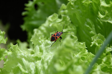 Feuerwanze auf Pflücksalat