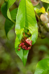 Fototapeta premium Detail of peach leaves with leaf curl, Taphrina deformans, disease. Leaf disease outbreak contact the tree leaves