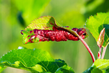 Branch of fruit tree with wrinkled leaves affected by black aphid. Cherry aphids, black fly on...