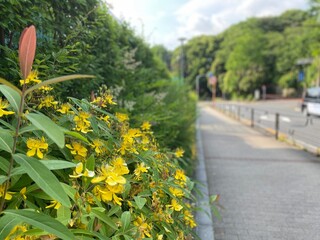 Obraz premium Street of Ueno Tokyo Japan downtown sunny summer day with yellow blossoms on the sidewalk, year 2022 June 10th