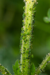 Aphids curled foliage, close up Leaf curled on cherry tree, Prunus sp, caused by Black cherry aphid, black cherry aphid attack under side of leaves