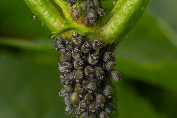 Branch of fruit tree with wrinkled leaves affected by black aphid. Cherry aphids, black fly on...