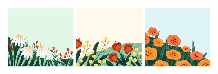 Summer flowers backgrounds set. Floral square card designs with garden blossomed flora. Postcards with blooming meadow plants, gentle wildflowers, chamomiles, poppies. Flat vector illustrations - obrazy, fototapety, plakaty