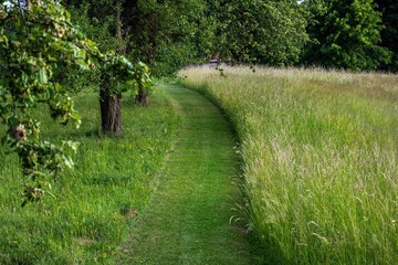 Mown path through meadow with tall green grass, Czechia. - 509972235
