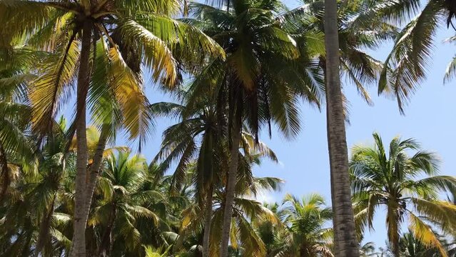 Panorama view of coconut palm trees on a tropical island landscape. Summer vacation and tropical beach concept.