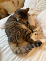 2 years old Mr. Marshmallow with his new fishy toy, the adorable paws grips and the hug, year 2022 Tokyo Japan June 10th
