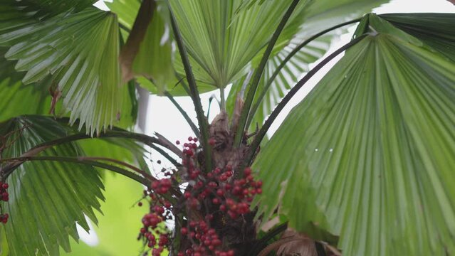 Palas payung or Vanuatu fan palm seed ripe on tree.
