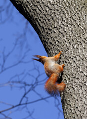 Naklejka na ściany i meble Red squirrels on tree in forest