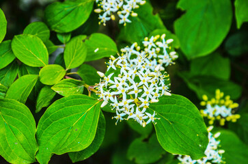 Elderflower, elderberry