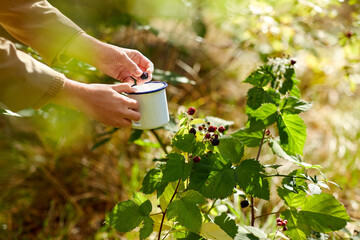 season, people and harvesting concept - close up of hands with camp mug picking blackberries in...