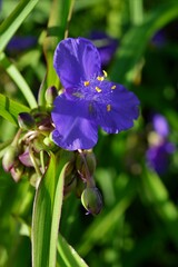 ムラサキツユクサ　(紫露草)　Tradescantia ohiensis