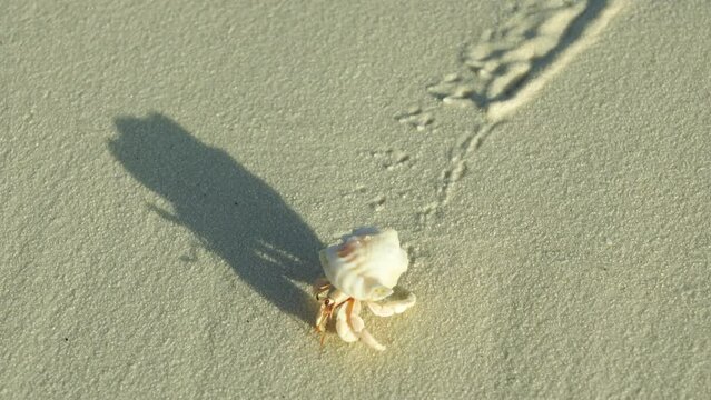Maldives - Land Hermit Crab on the beach. 4K Video.