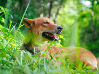 poor skinny brown dog