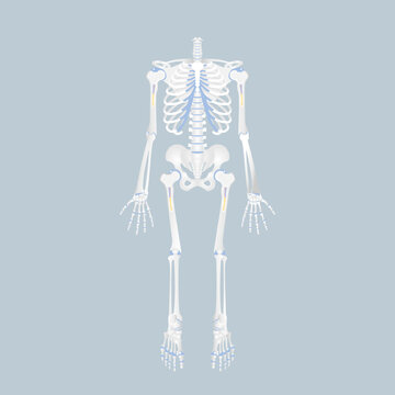 anatomy of human bone skeleton, internal organs body part orthopedic health care, vector illustration cartoon flat character design