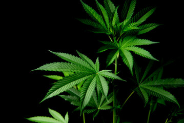 Fototapeta na wymiar marijuana ,marijuana leaf with black background