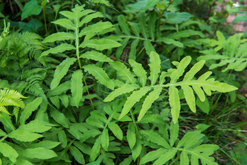 名前不明のシダ植物？観葉植物？