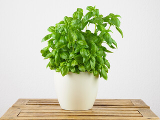 Basil in the white pot on the wooden table. White background
