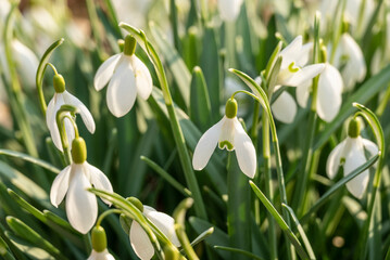 Close-up shot of common snowdrop flowers (Galanthus nivalis), growing in a forest in early spring,...