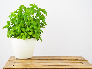 Basil in the white pot on the wooden table. White background