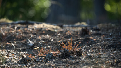 FOREST - Dry pine branch on the underwood